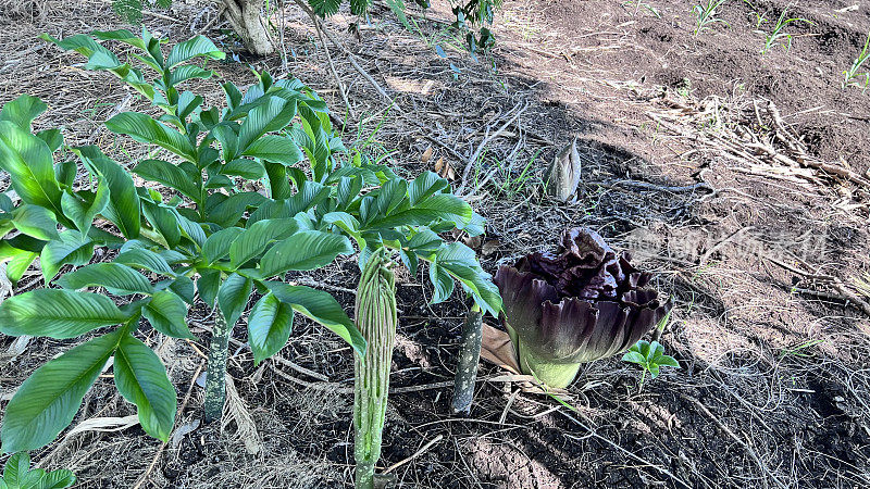 Amorphophallus paeoniifolius